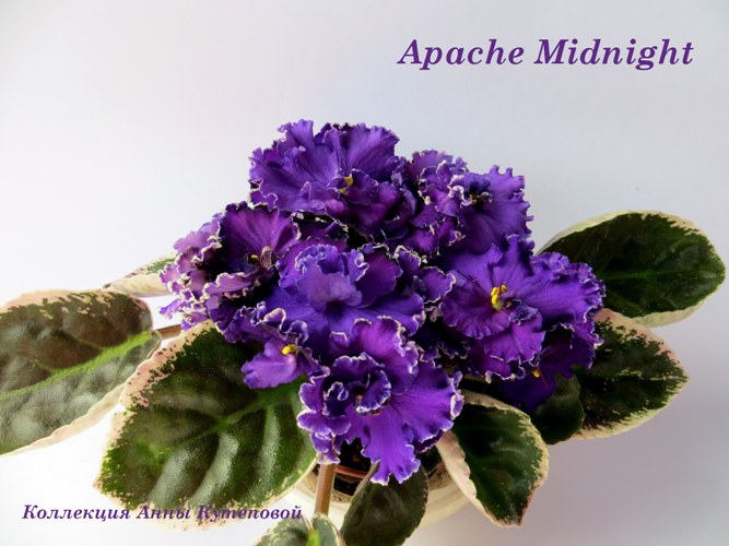  Apache Midnight 