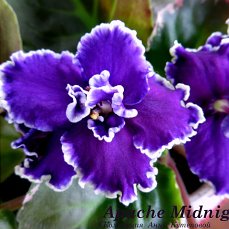 Фиалка Apache Midnight