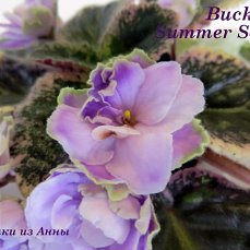  Buckeye Summer Song