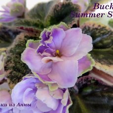 Фиалка Buckeye Summer Song