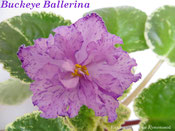 Фиалка Buckeye Ballerina
