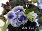 Фиалка Kei-Yoki