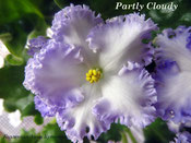 Фиалка Partly Cloudy