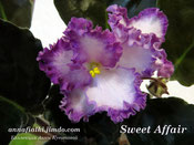 Фиалка Sweet Affair