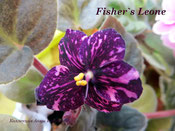 Фиалка Fisher's Leone