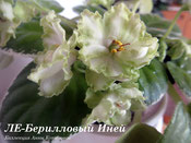 Фиалка ЛЕ-Берилловый Иней