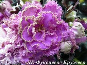 Фиалка ЛЕ-Фуксиевое Кружево
