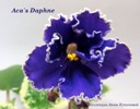 Фиалка Aca's Daphne