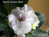  Rob's Cotton Ball