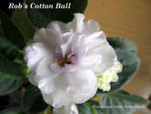 Фиалка Rob's Cotton Ball