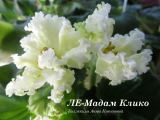 Фиалка ЛЕ-Мадам Клико