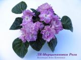 Фиалка ЛЕ-Марципановая Роза
