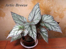 Бегония Artic Breeze