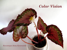 Бегония Color Vision