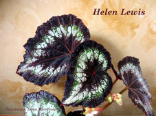 Бегония Helen Lewis