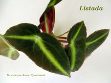 Бегония Listada