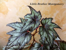 Бегония Little Brother Montgomery