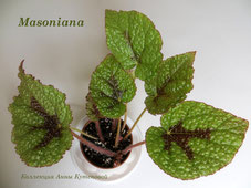 Бегония Masoniana