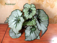 Бегония Namur