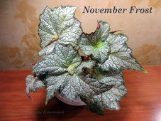 Бегония November Frost