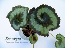 Бегония Escargot