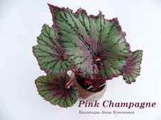 Бегония Pink Champagne