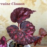 Бегония Lorraine Closson