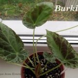 Бегония Burkilli