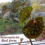 Бегония Chlorosticta Red