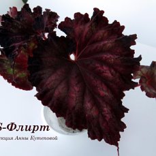 Бегония DS-Флирт