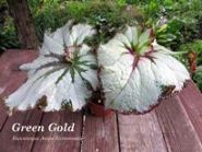 Бегония Green Gold