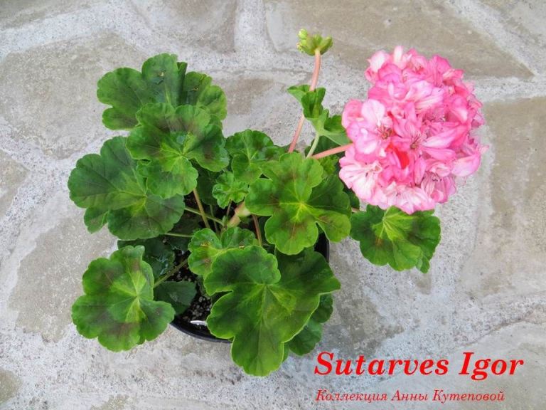 Sutarve Klara San Пеларгония Фото