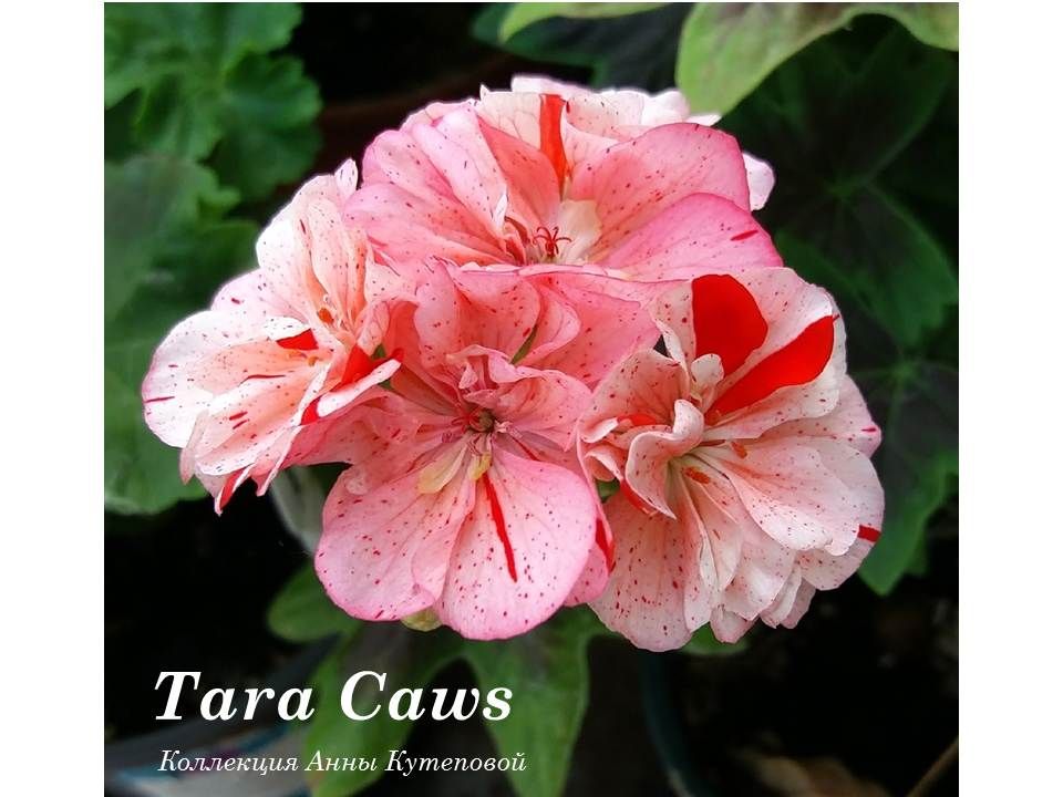  Tara Caws 