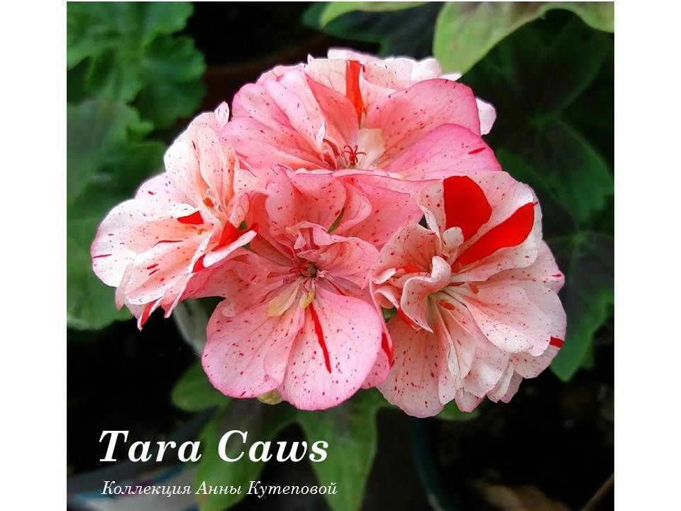 Пеларгония Tara Caws Фото