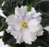 Фиалка Arctic Frost