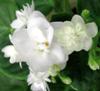 Фиалка Ballerina`s Bianco