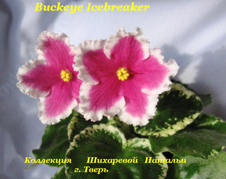  Buckeye Icebreaker 