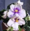 Фиалка Crystal Plum