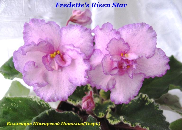 Fredette`s  Risen Star 