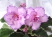 Фиалка Fredette`s Risen Star