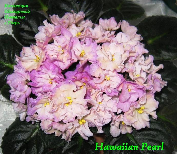  Hawaiian Pearl 