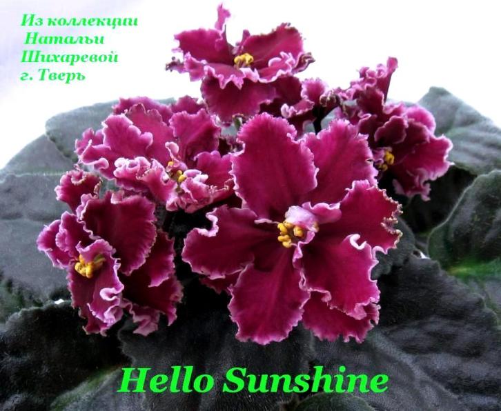  Hello  Sunshine 