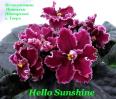 Фиалка Hello Sunshine