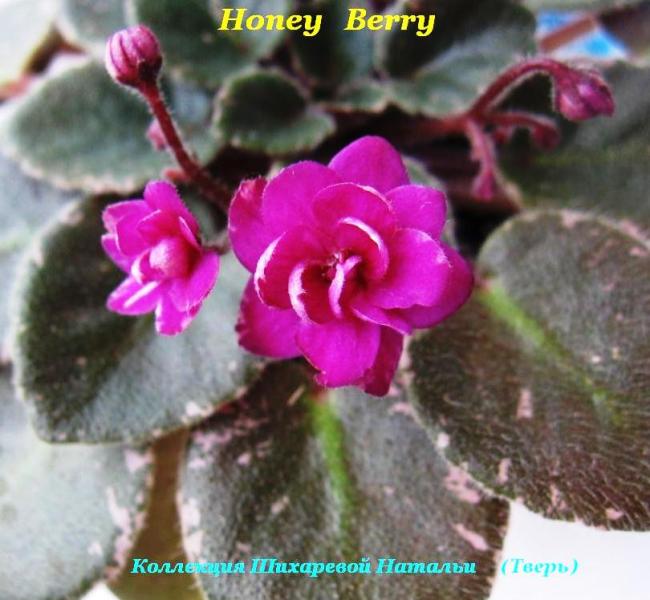 Honney Berry 