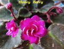 Фиалка Honney Berry