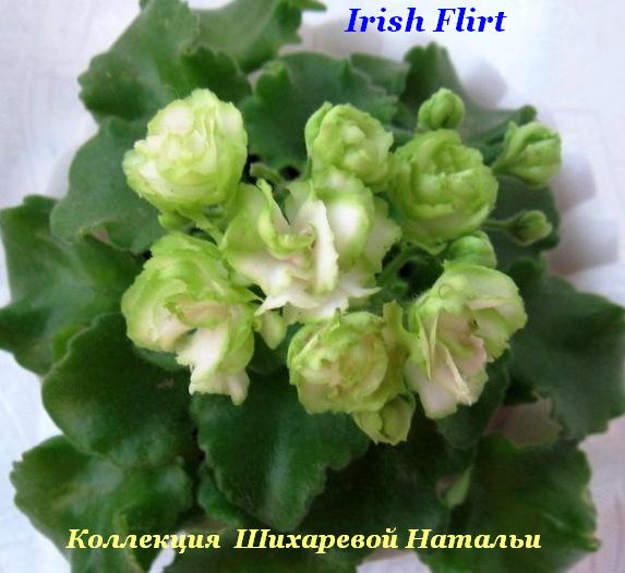  Irish Flirt 