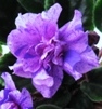 Фиалка Lavender Love