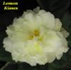 Фиалка Lemon Kisses