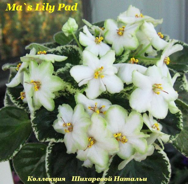  Ma's Lily Pad 
