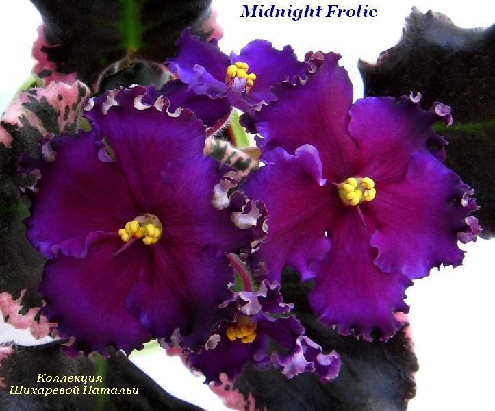  Midnight Frolic 